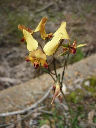 Diuris - Donkey orchid Lesmurdie-Falls-Aug-2016-168.JPG